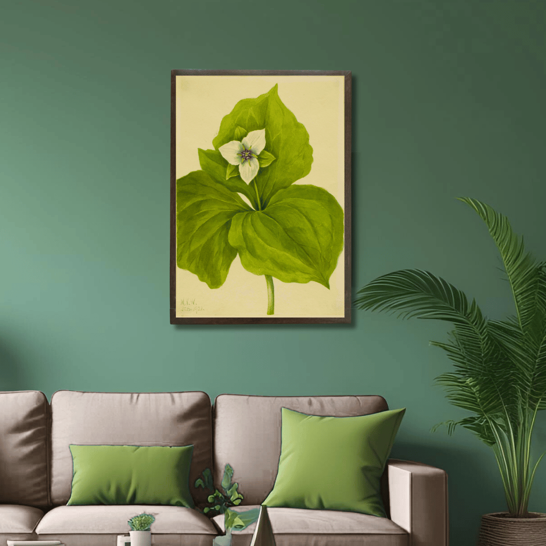 White Trillium