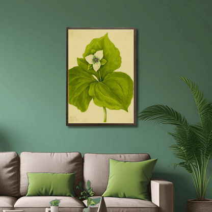 White Trillium