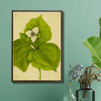 White Trillium
