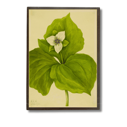 White Trillium