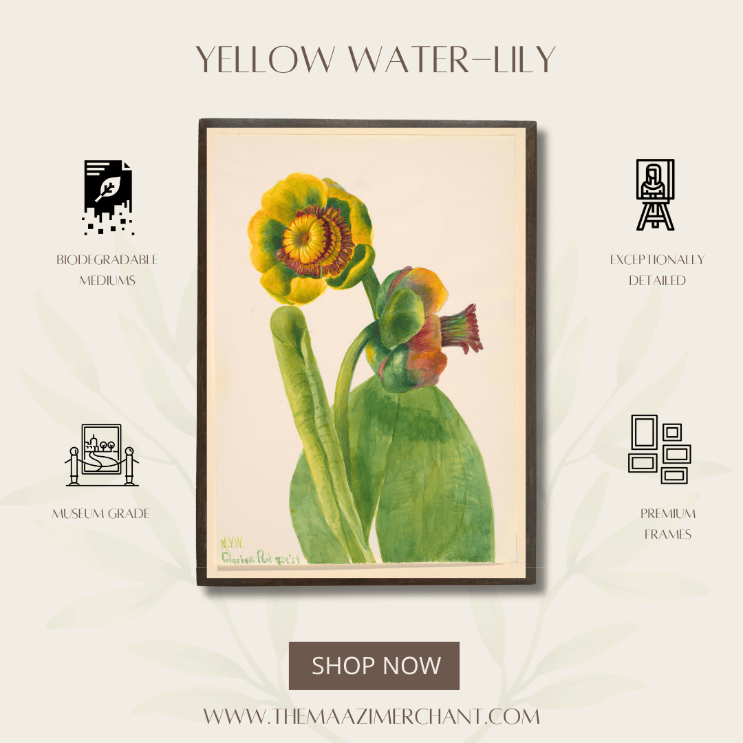 Yellow Water-Lily