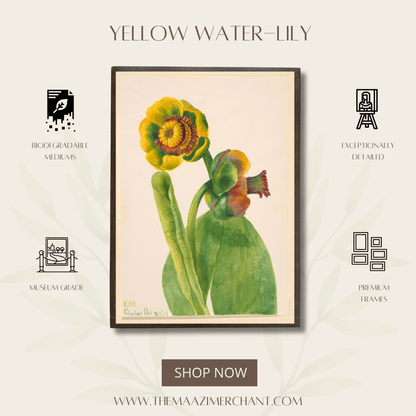Yellow Water-Lily