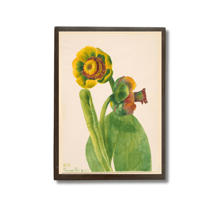Yellow Water-Lily