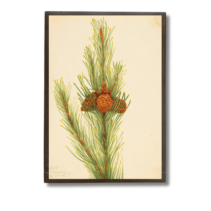 Pine Cone and Needles