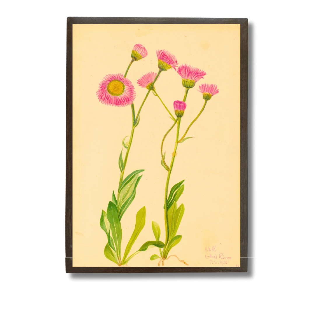 Pink Daisy