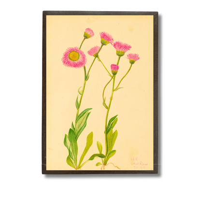 Pink Daisy
