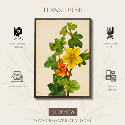 Flannelbush