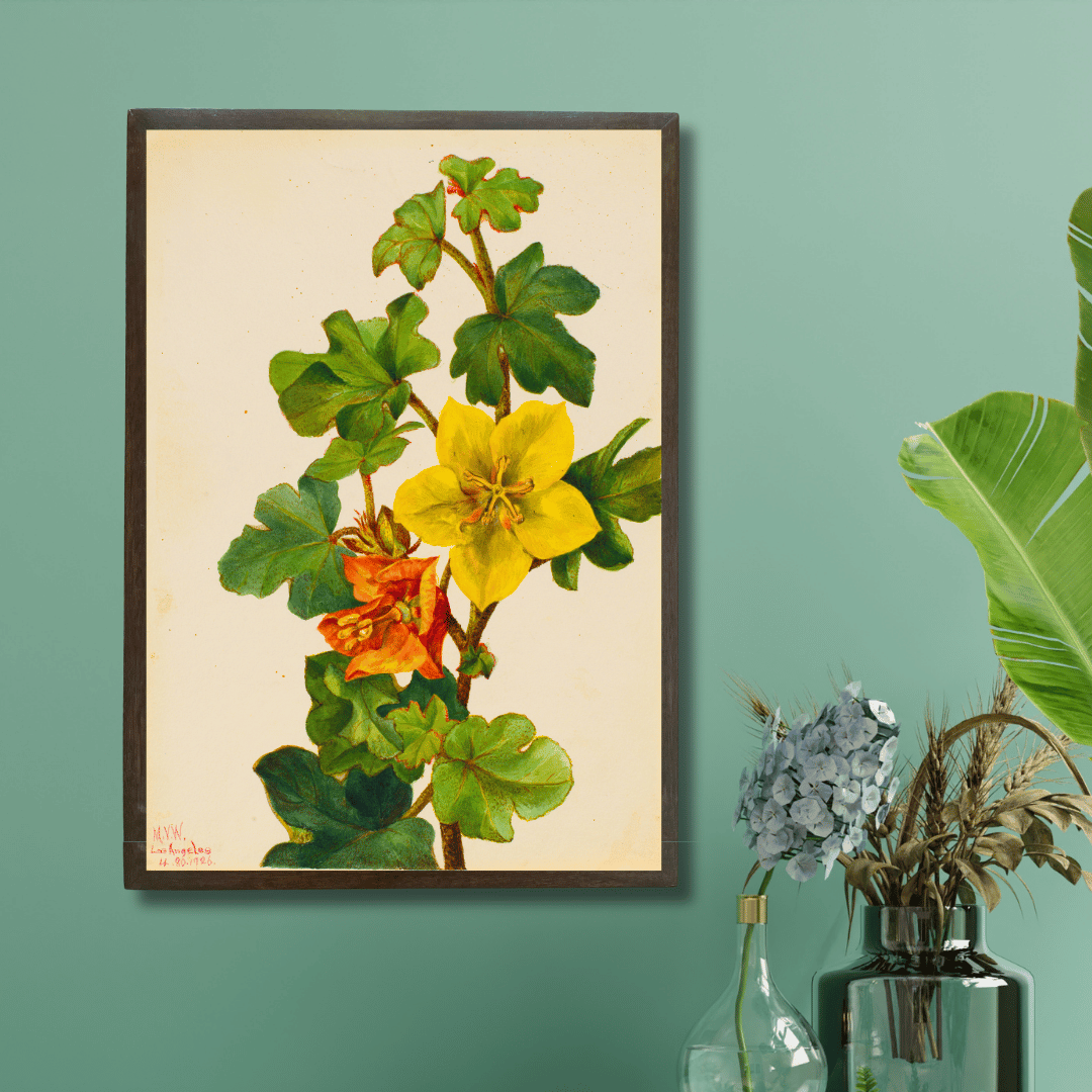 Flannelbush
