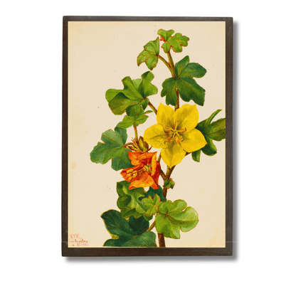Flannelbush