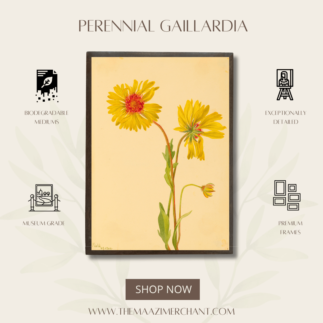 Perennial Gaillardia