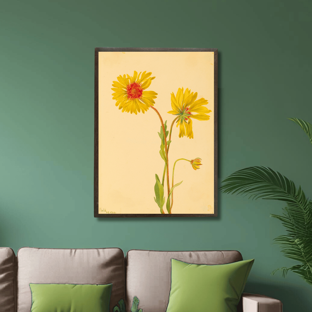 Perennial Gaillardia