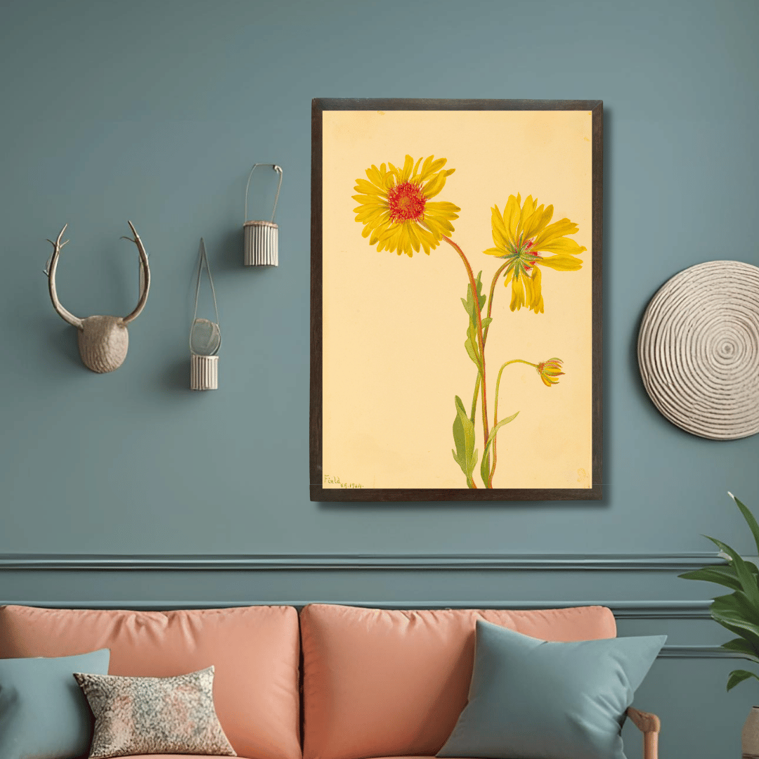 Perennial Gaillardia