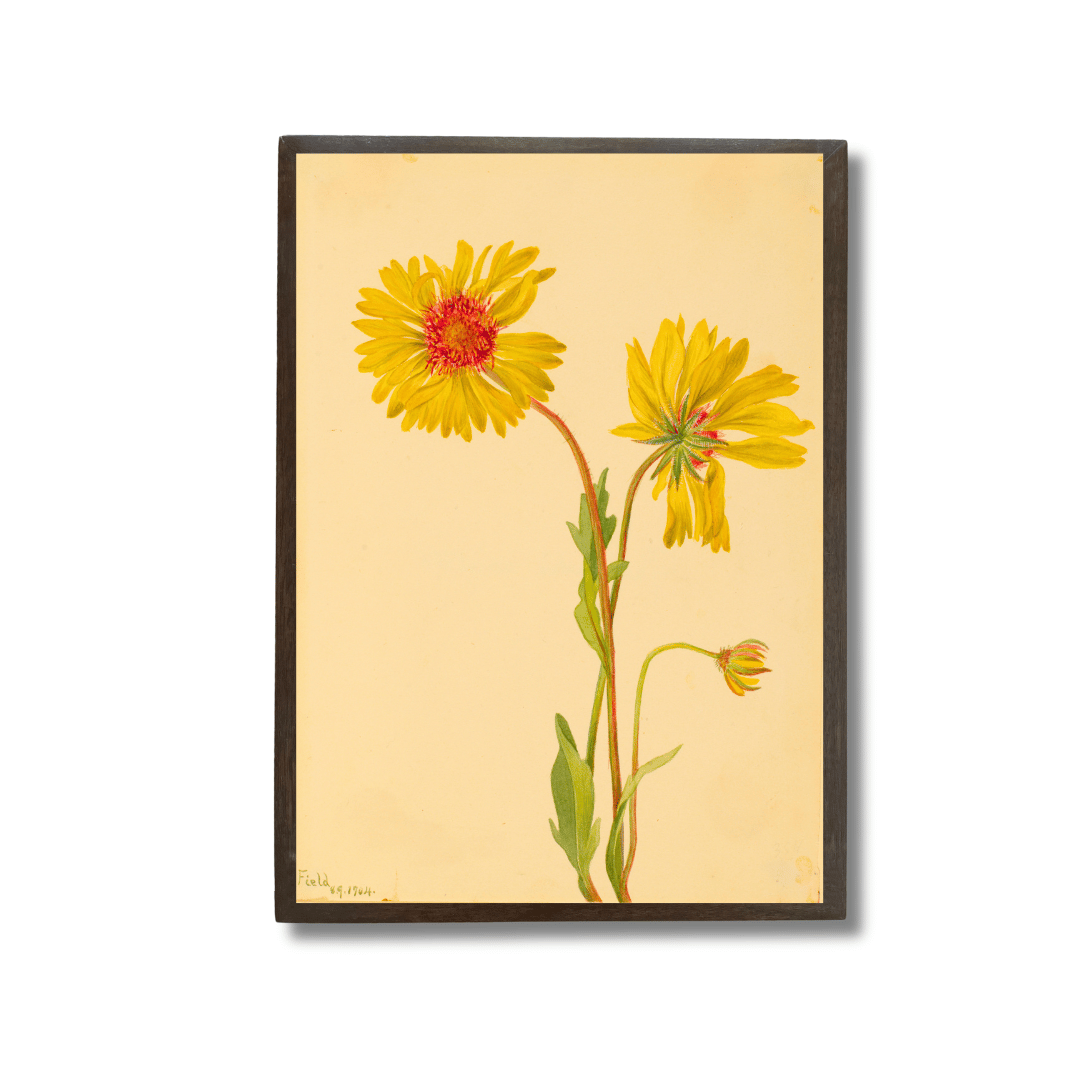 Perennial Gaillardia