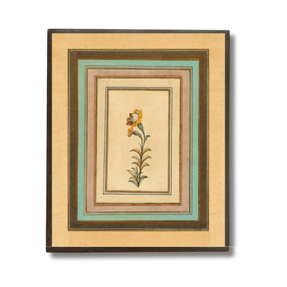 Pot Marigold