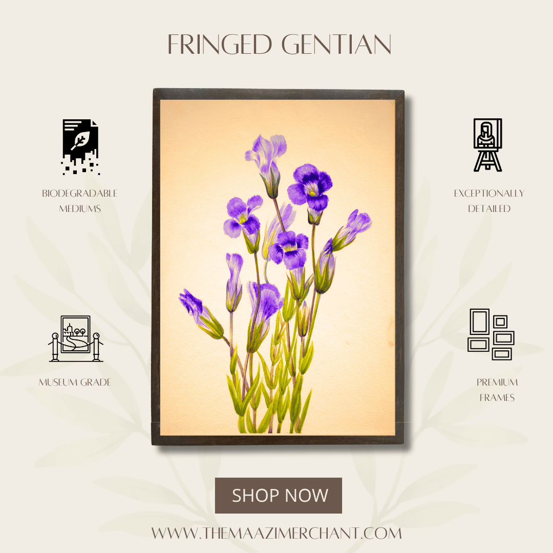 Fringed Gentian
