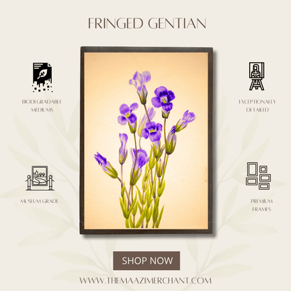 Fringed Gentian