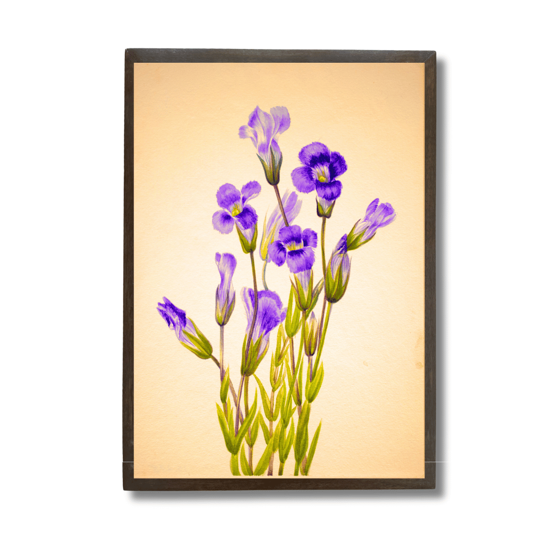 Fringed Gentian