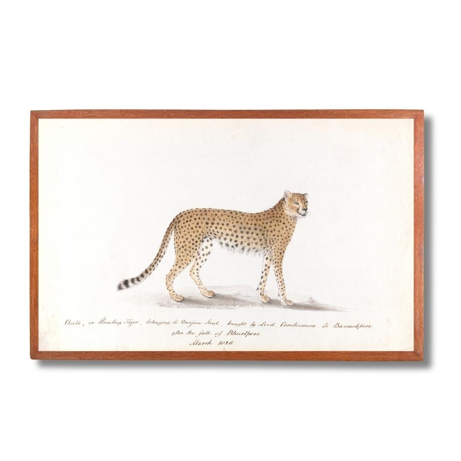 Indian Cheetah