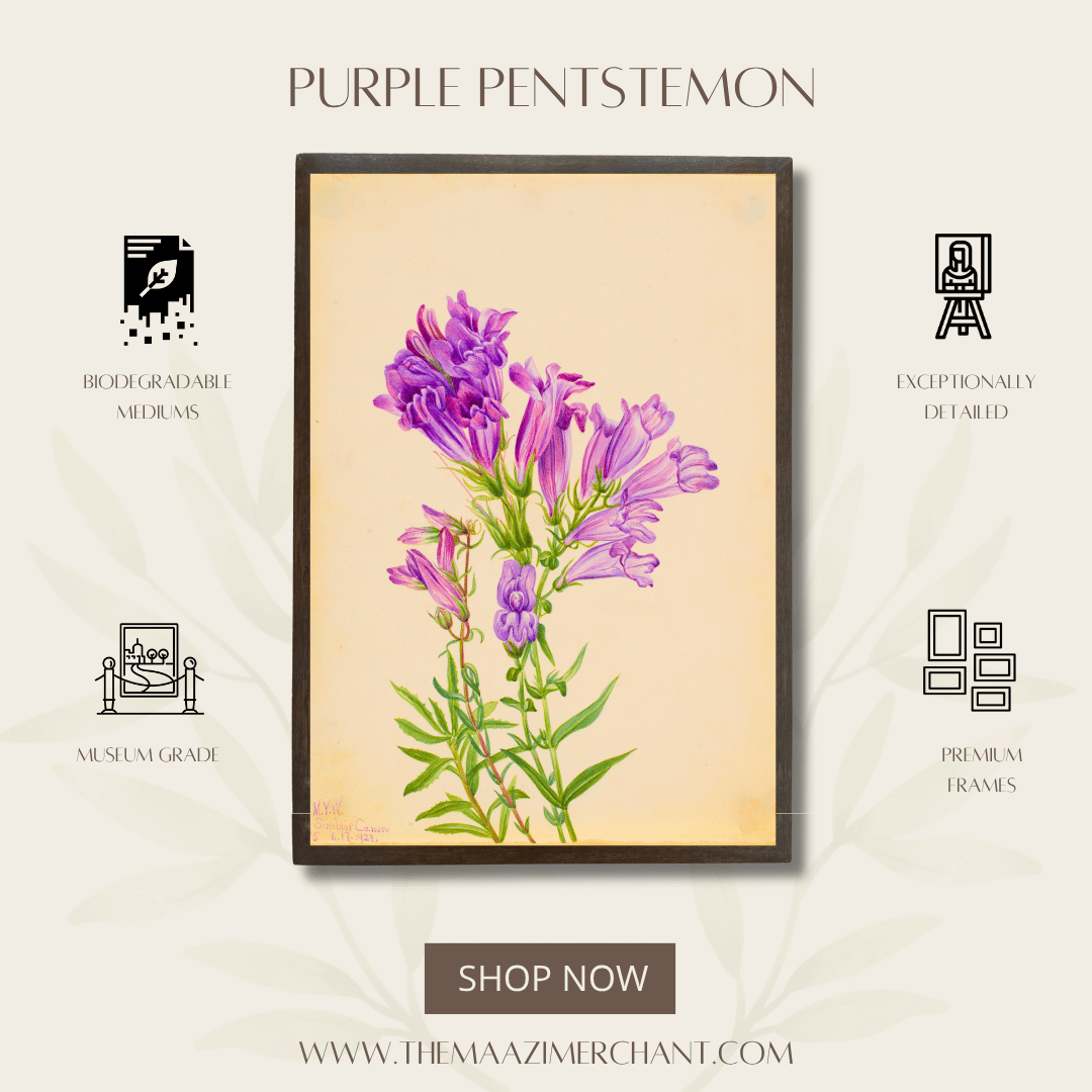 Purple Pentstemon