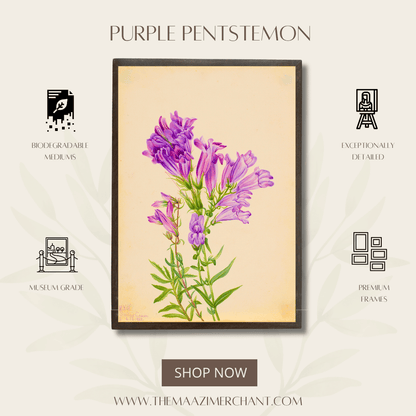 Purple Pentstemon
