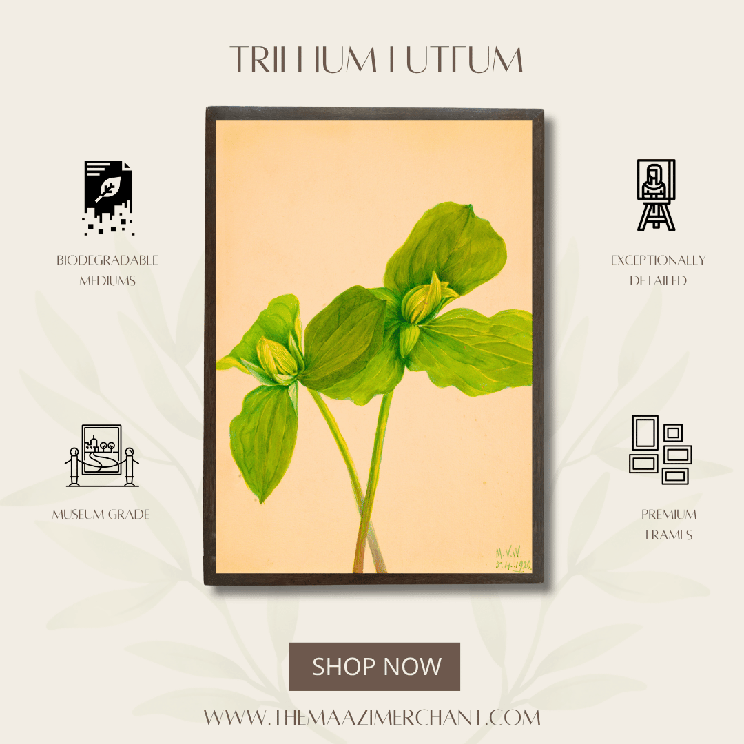 Trillium Luteum