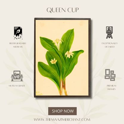 Queen Cup
