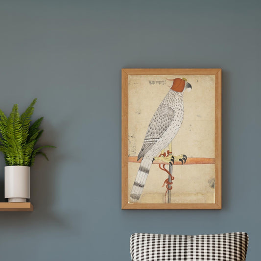 A Hooded Falcon