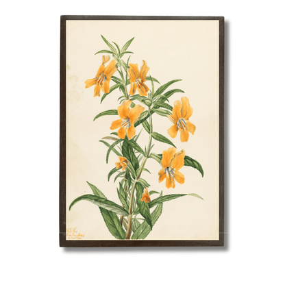 Monkey Flower