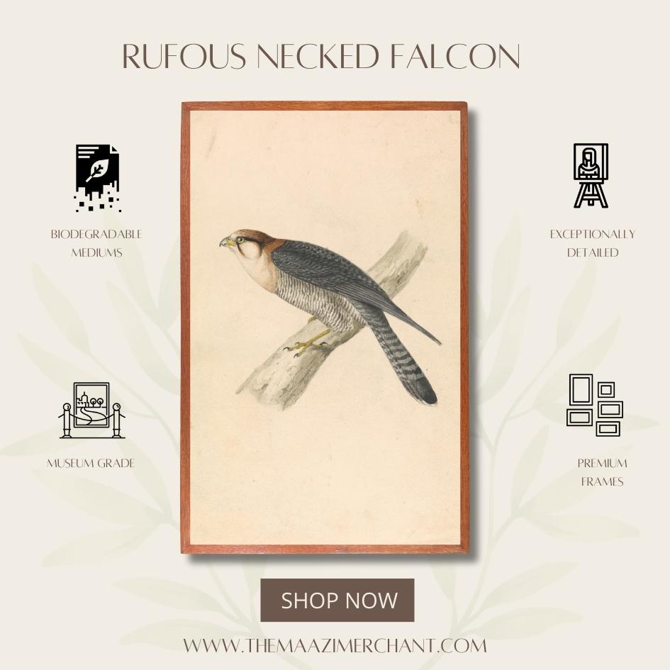 Rufous Necked Falcon