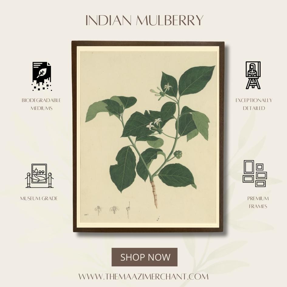 Indian Mulberry