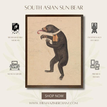 South Asian Sun-Bear