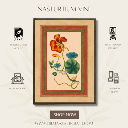 Nasturium Vine