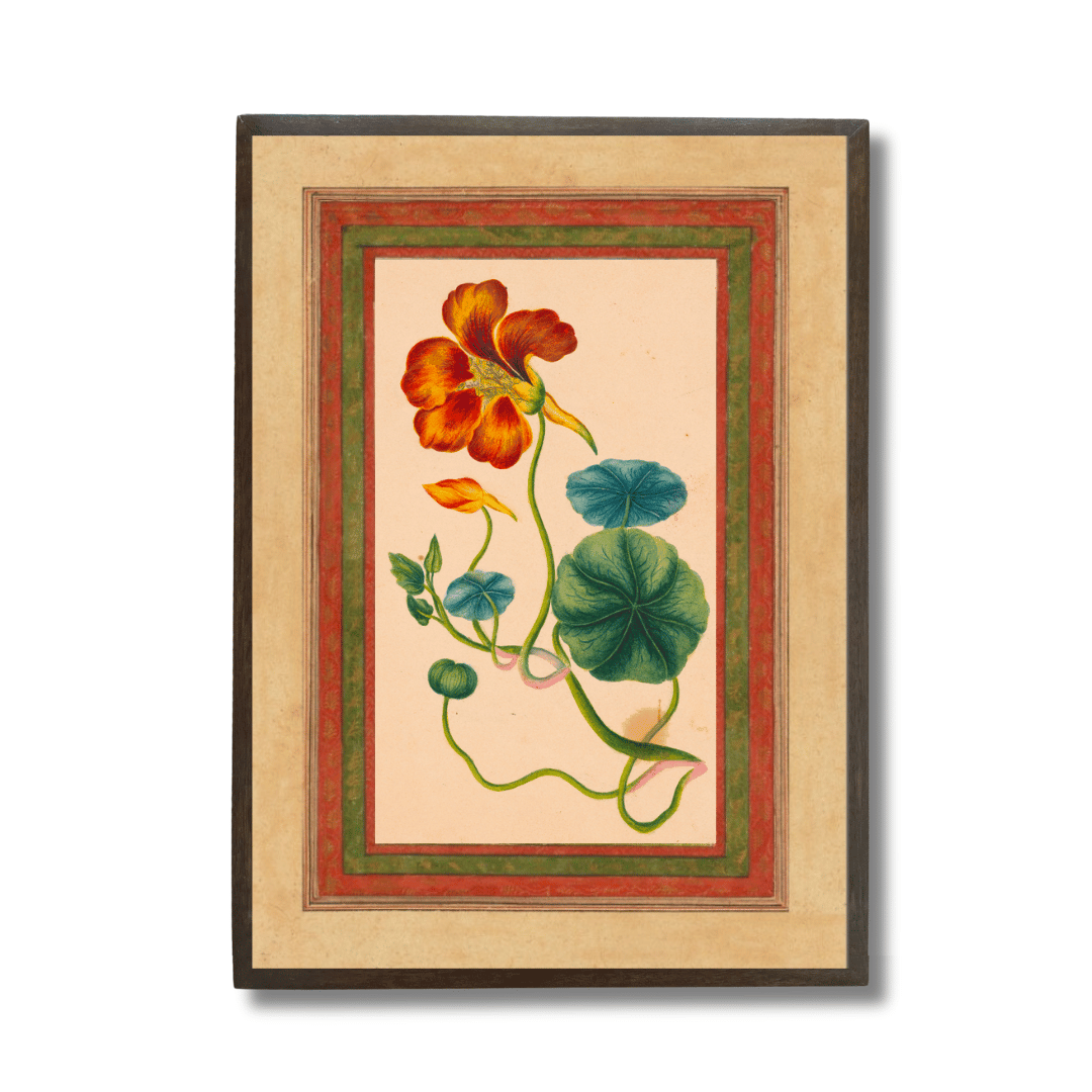 Nasturium Vine