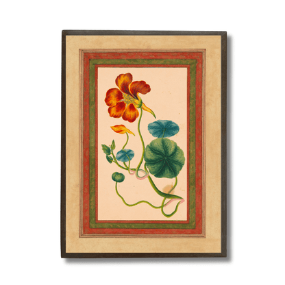 Nasturium Vine