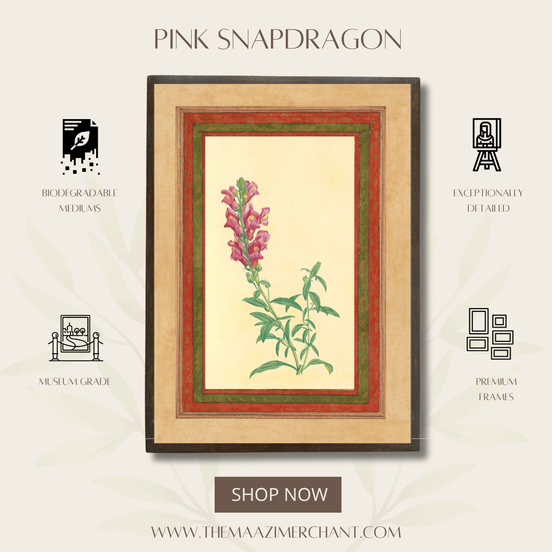Pink Snapdragon