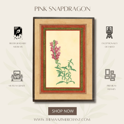 Pink Snapdragon