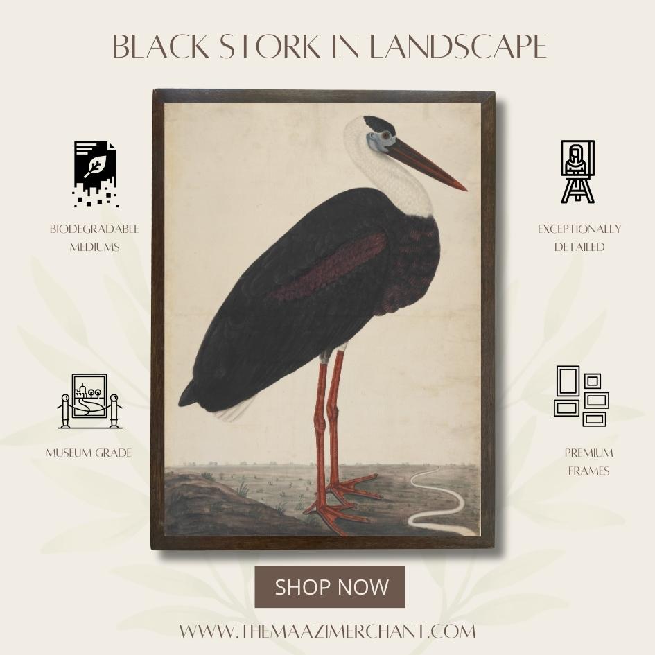 Black Stork in Landscape