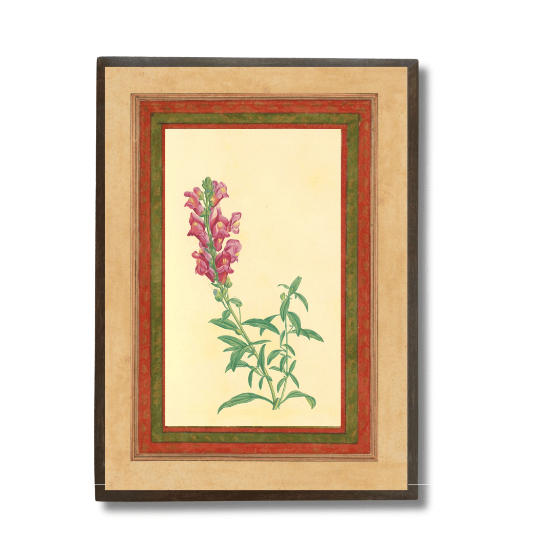 Pink Snapdragon