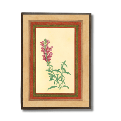 Pink Snapdragon