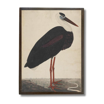 Black Stork in Landscape