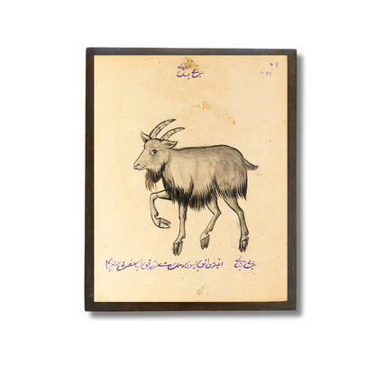 Capricorn