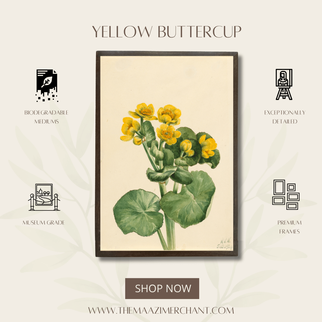 Yellow Buttercup