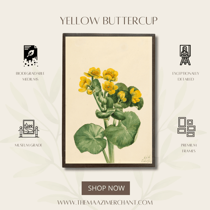 Yellow Buttercup