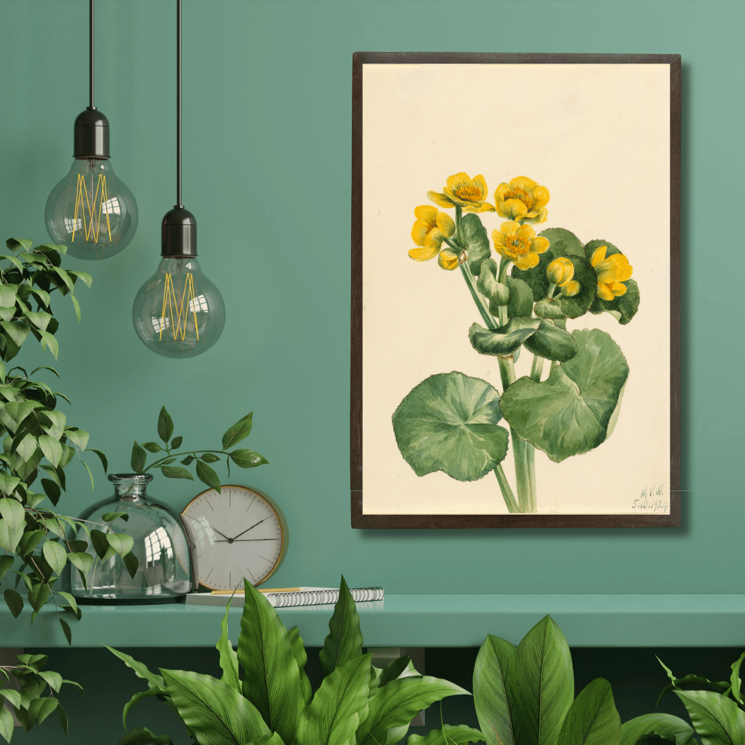 Yellow Buttercup