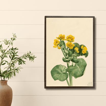Yellow Buttercup