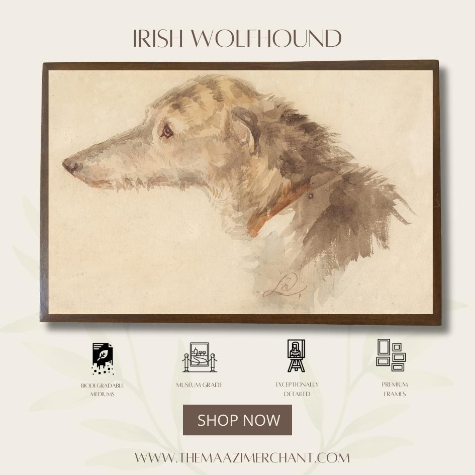 Irish Wolfhound