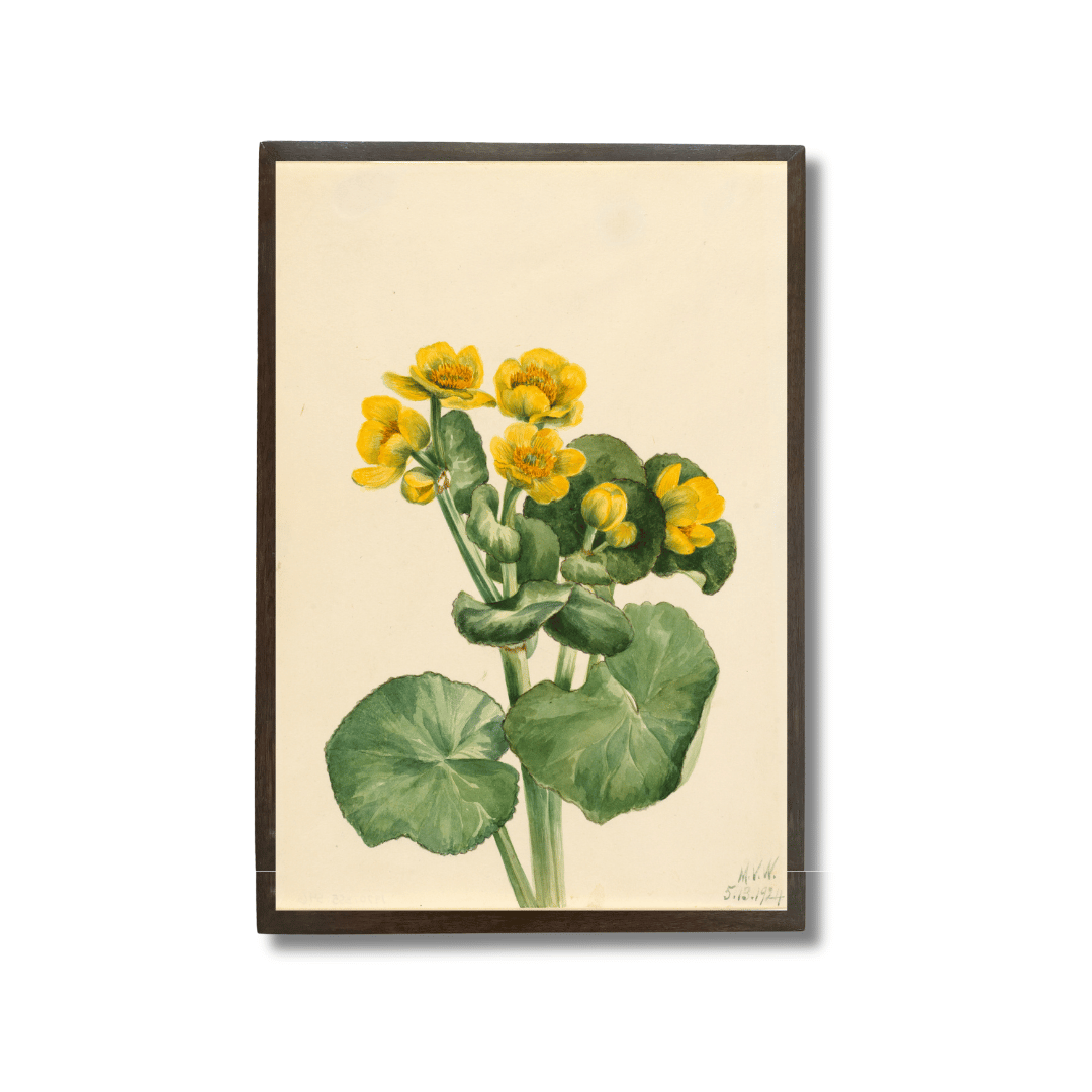 Yellow Buttercup