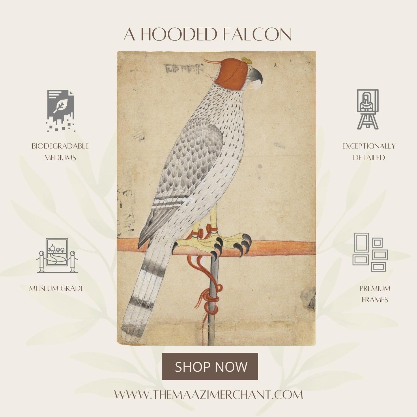 A Hooded Falcon