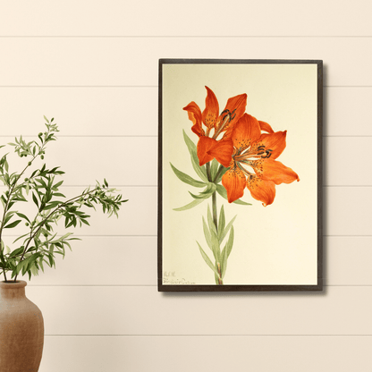Tiger Lily