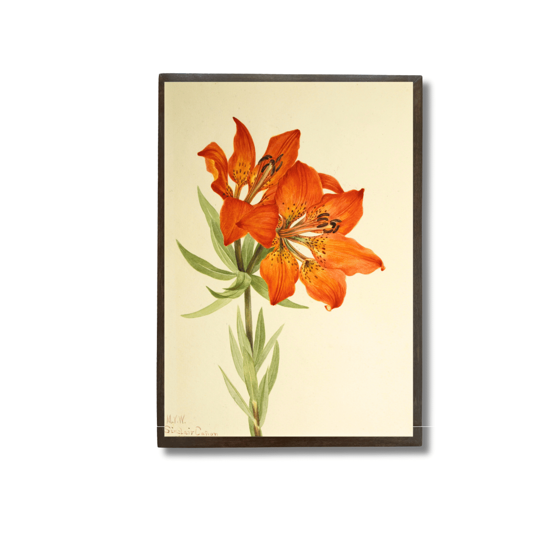 Tiger Lily
